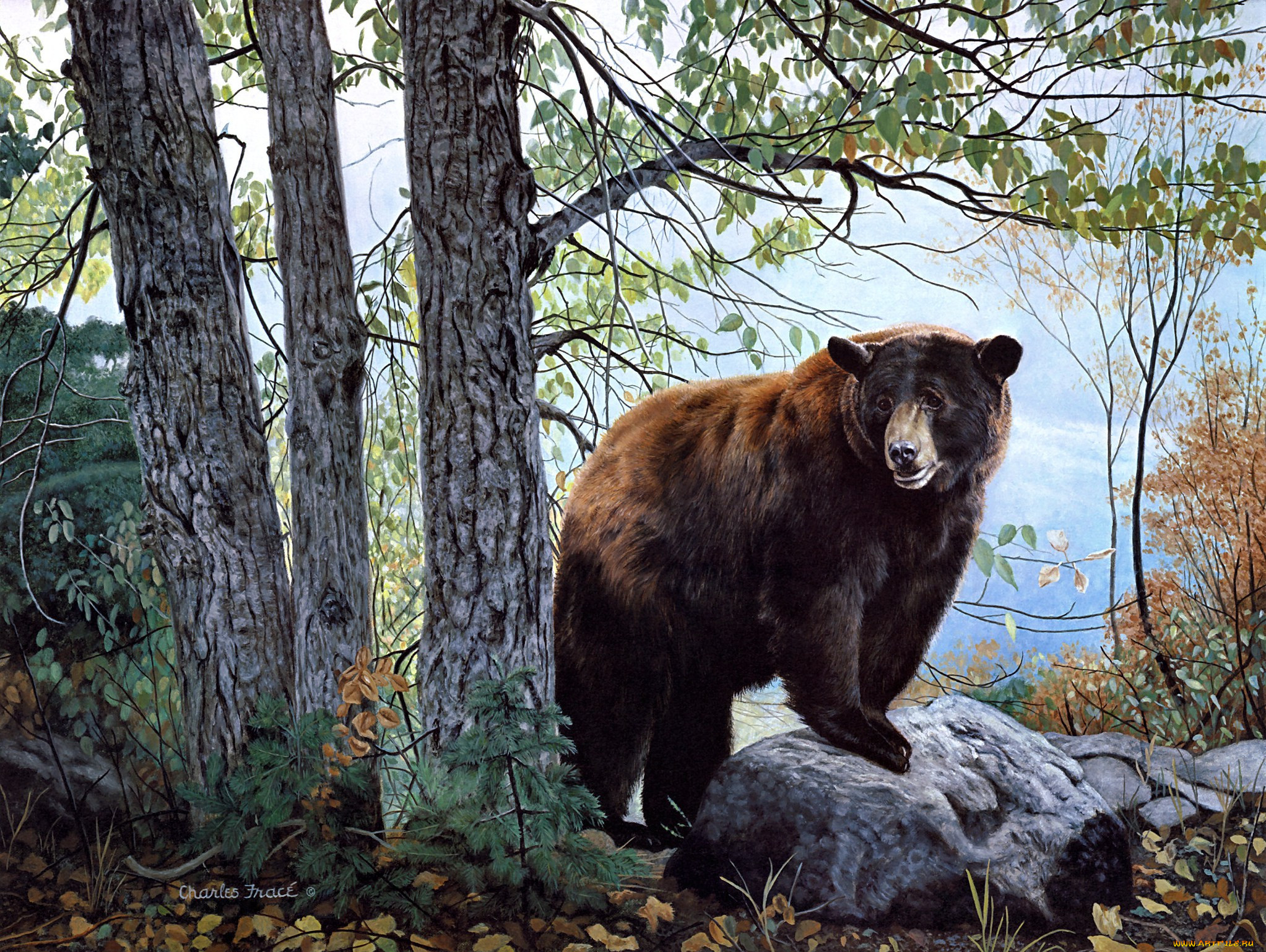 morning, watch, , charles, frace, painting, bear, forest, nature
